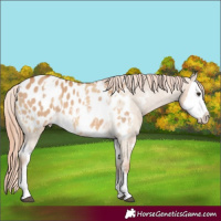 Horse Color:Red Dun Near Leopard  and Red Dun Splash Near Leopard 