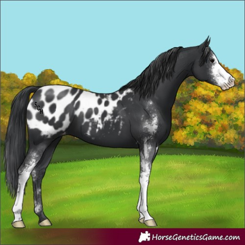 Horse Color:Black Sabino Appaloosa 