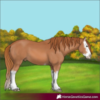 Horse Color:Chestnut Splash 