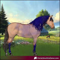 Horse Color:Bay Dun 