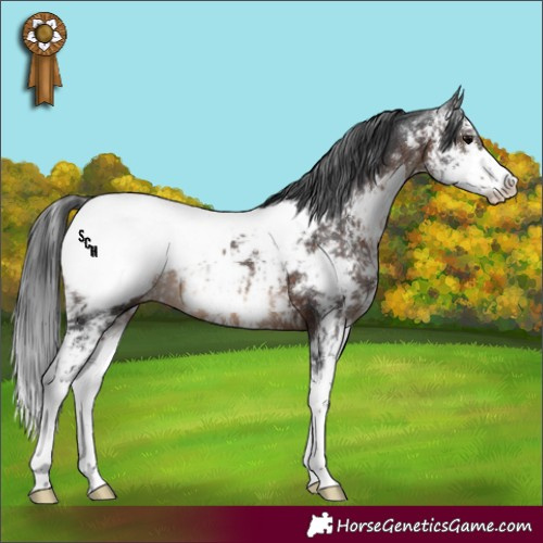 Horse Color:Brown Sabino Appaloosa