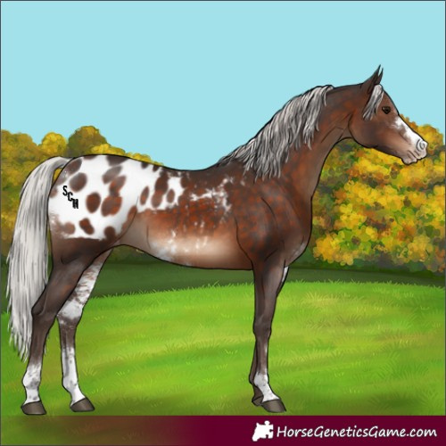Horse Color:Silver Brown Sabino Appaloosa Rabicano 