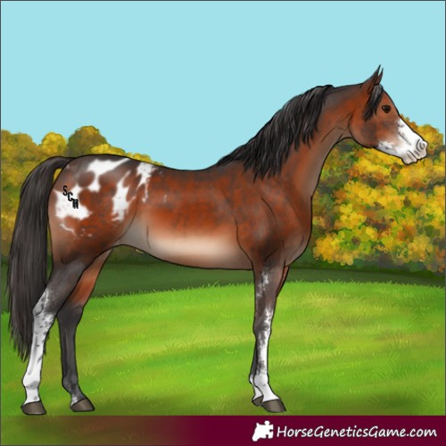 Horse Color:Brown Sabino Appaloosa 