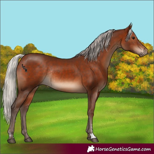 Horse Color:Silver Brown Sabino Rabicano 