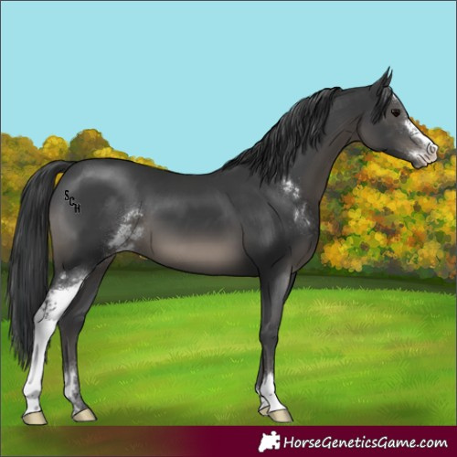 Horse Color:Black Sabino 