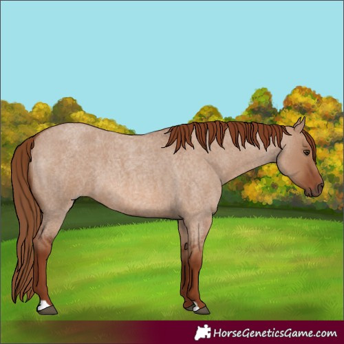 Horse Color:Red Dun Roan 