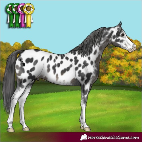 Horse Color:Black Sabino Near Leopard