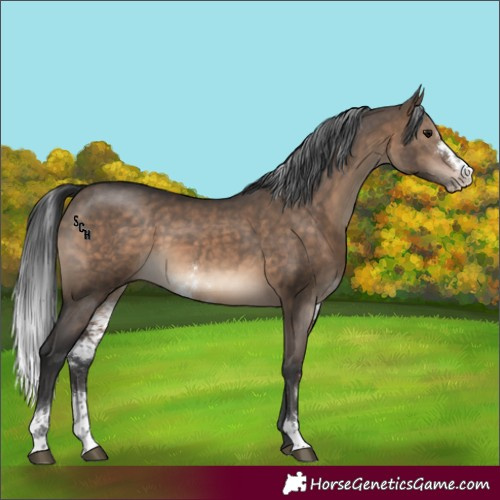 Horse Color:Brown Dun Sabino Rabicano 