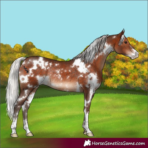 Horse Color:White Spotted Silver Brown Sabino Rabicano 