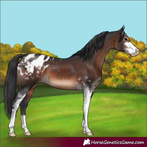 Horse Color:Brown Sabino Appaloosa 
