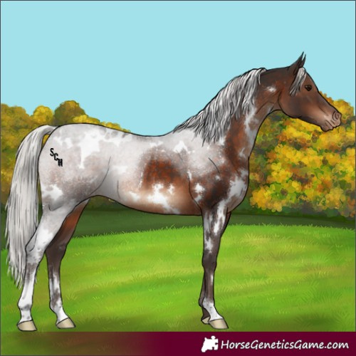 Horse Color:White Spotted Silver Brown Sabino Appaloosa Rabicano 