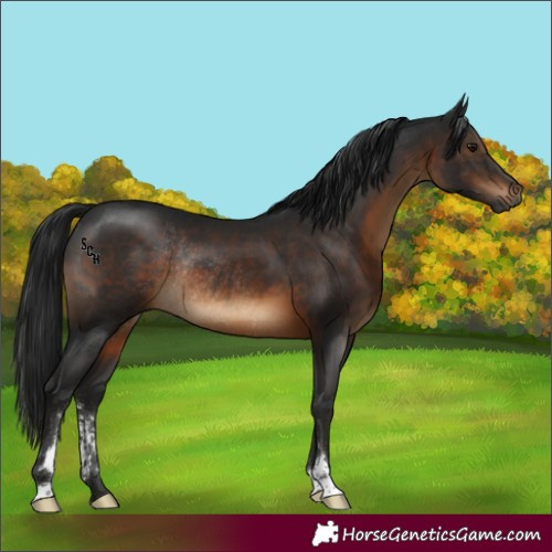 Horse Color:Gray Brown Sabino Rabicano 