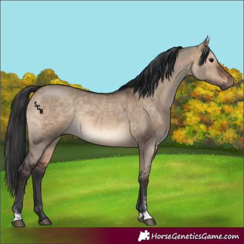 Horse Color:Brown Dun Sabino Rabicano 