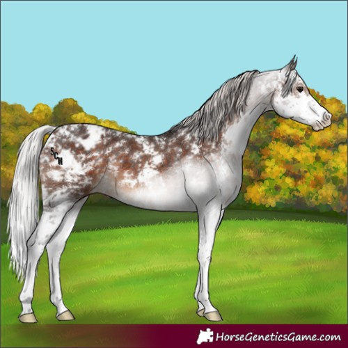 Horse Color:Silver Brown Sabino Appaloosa Rabicano