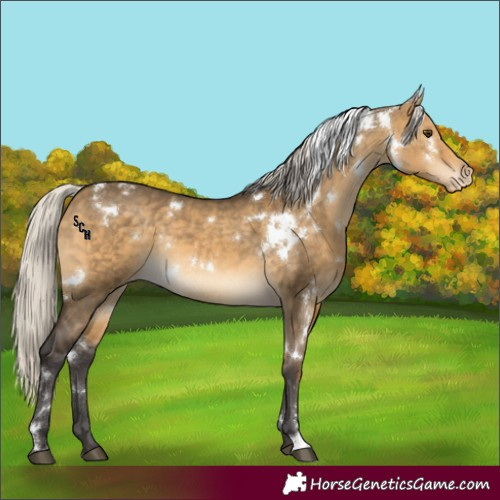 Horse Color:White Spotted Silver Buckskin Dun Sabino Appaloosa Rabicano 
