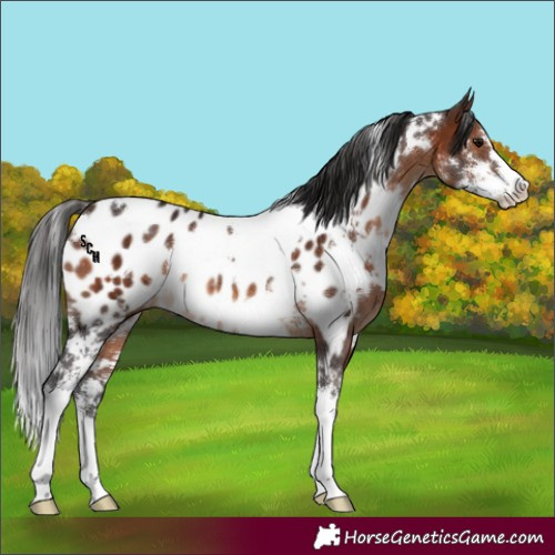 Horse Color:White Spotted Brown Sabino Appaloosa 
