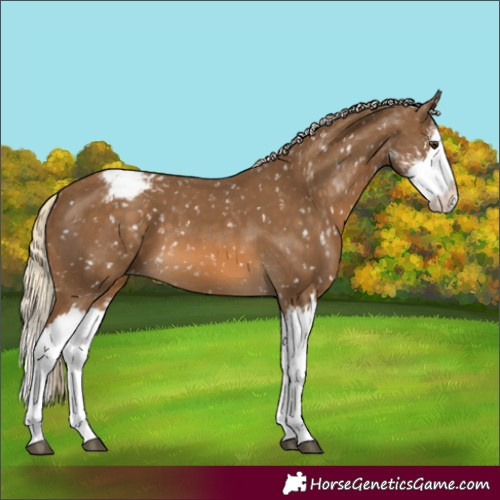 Horse Color:Unknown 