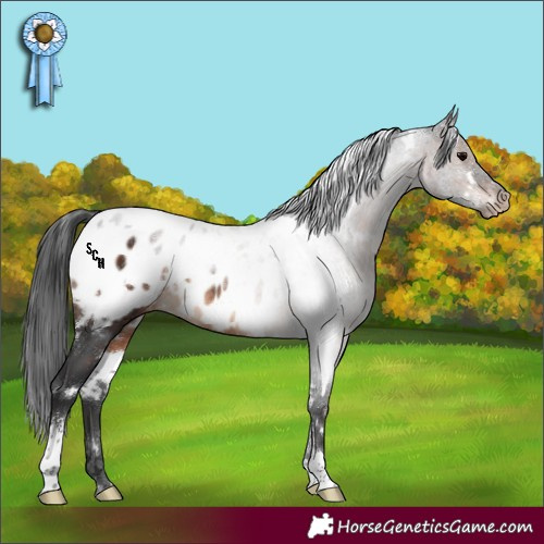 Horse Color:White Spotted Brown Sabino Appaloosa Rabicano