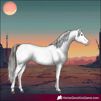 Horse Color:Liver Chestnut Sabino Splash Appaloosa 