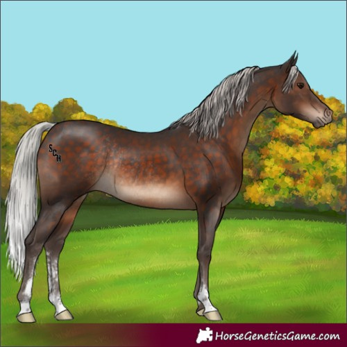 Horse Color:Silver Brown Sabino Rabicano 