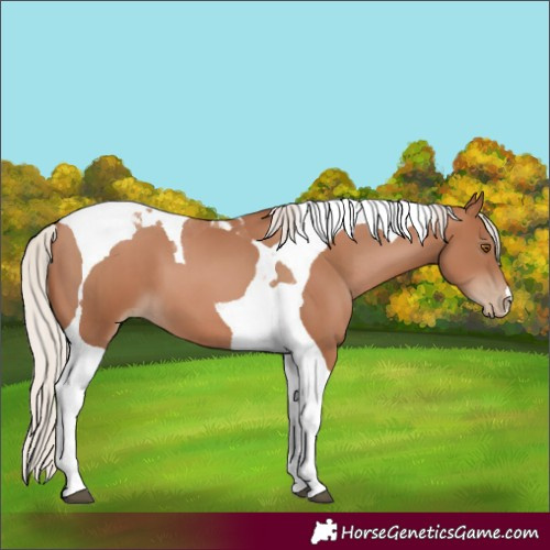 Horse Color:Silver Black Pearl Tobiano