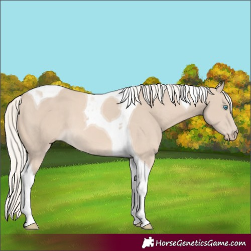 Horse Color:Cremello Tobiano 