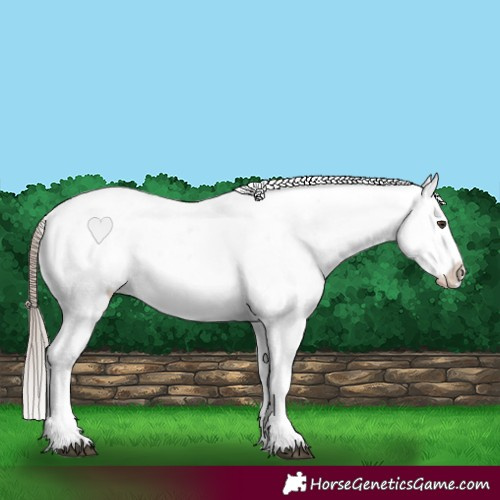 Horse Color:Liver Chestnut Sabino Splash Snowflake Varnish