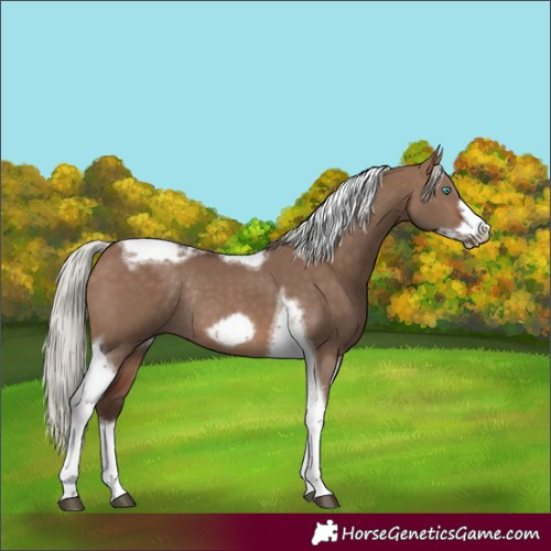 Horse Color:Silver Brown Dun Tobiano Frame Rabicano 