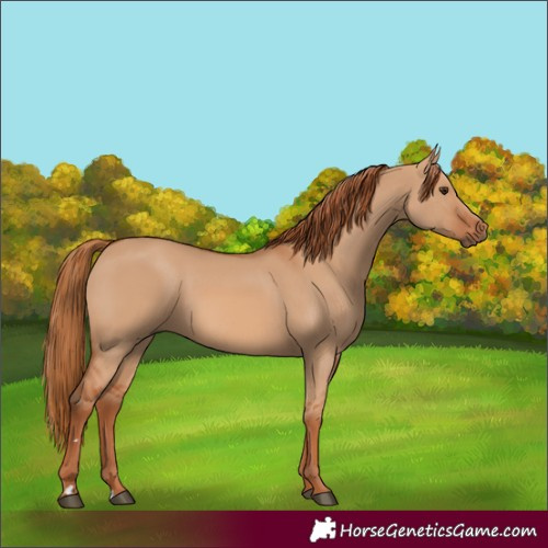 Horse Color:Red Dun 