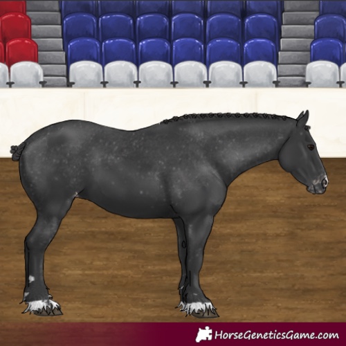 Horse Color:Black Appaloosa 