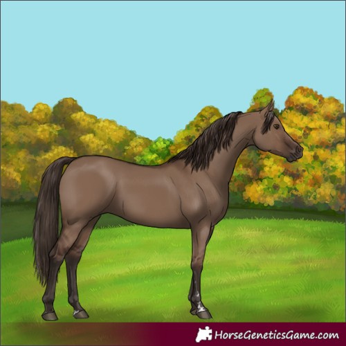 Horse Color:Liver Red Dun Rabicano
