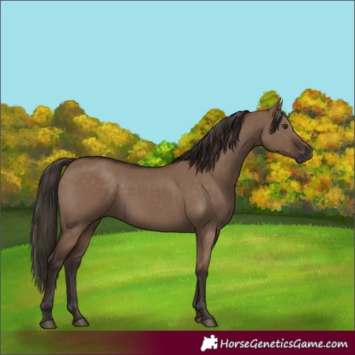 Horse Color:Liver Red Dun Rabicano 