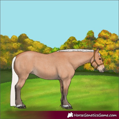 Horse Color:Silver Bay Roan 