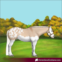 Horse Color:Silver Bay Dun Splash Appaloosa 