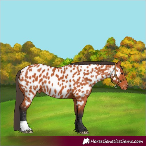 Horse Color:Bay Appaloosa 