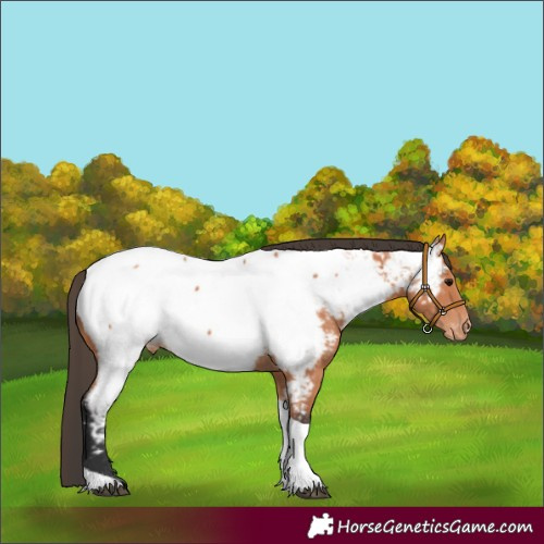 Horse Color:Bay Tobiano Appaloosa 