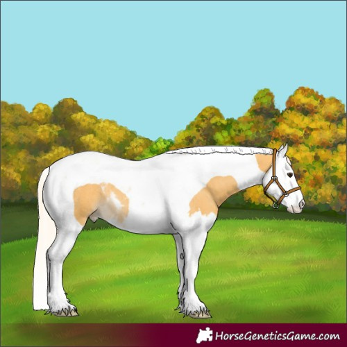 Horse Color:Palomino Roan Splash Tobiano 