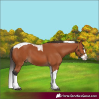 Horse Color:Bay Splash Tobiano