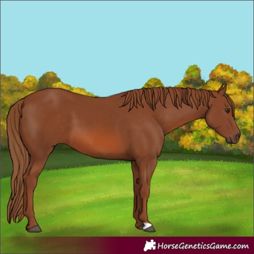 Horse Color:Chestnut 