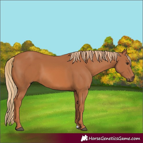 Horse Color:Chestnut 