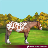 Horse Color:Bay Appaloosa