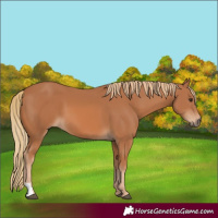 Horse Color:Chestnut 