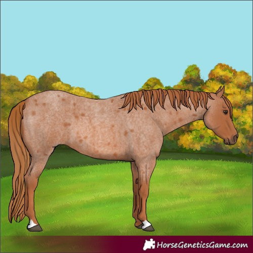 Horse Color:Red Roan
