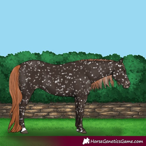 Horse Color:Liver Chestnut Appaloosa 