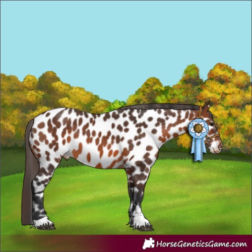 Horse Color:Brown Appaloosa 