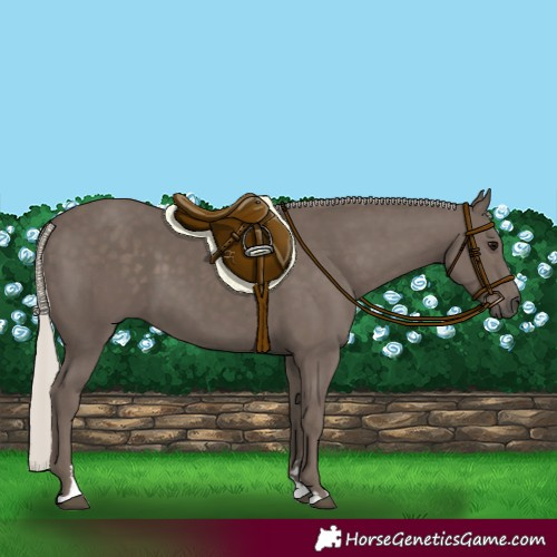 Horse Color:Silver Black