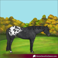 Horse Color:Black Appaloosa 