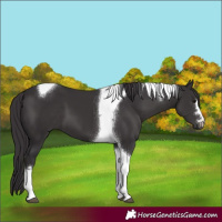 Horse Color:Smoky Black Tobiano 