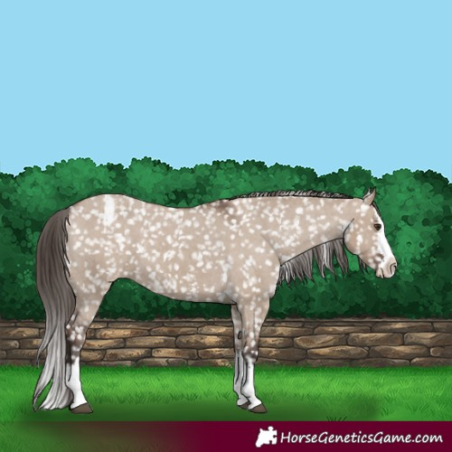 Horse Color:Liver Red Dun Sabino Splash Snowflake Varnish