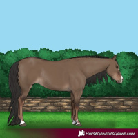 Horse Color:Liver Red Dun Rabicano 
